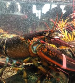 The Lobster House